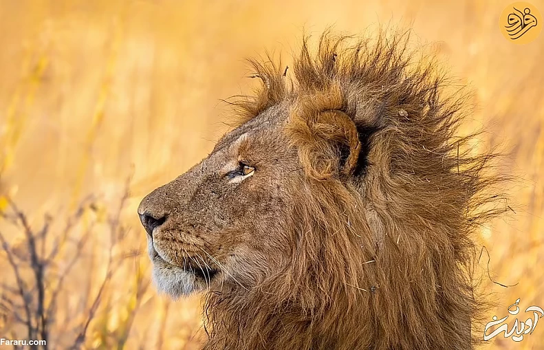 (تصاویر) (تصاویر)